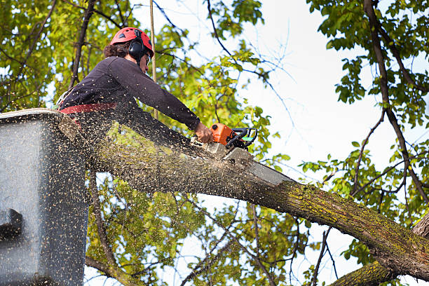 Best Firewood Processing and Delivery  in Long Valley, NJ